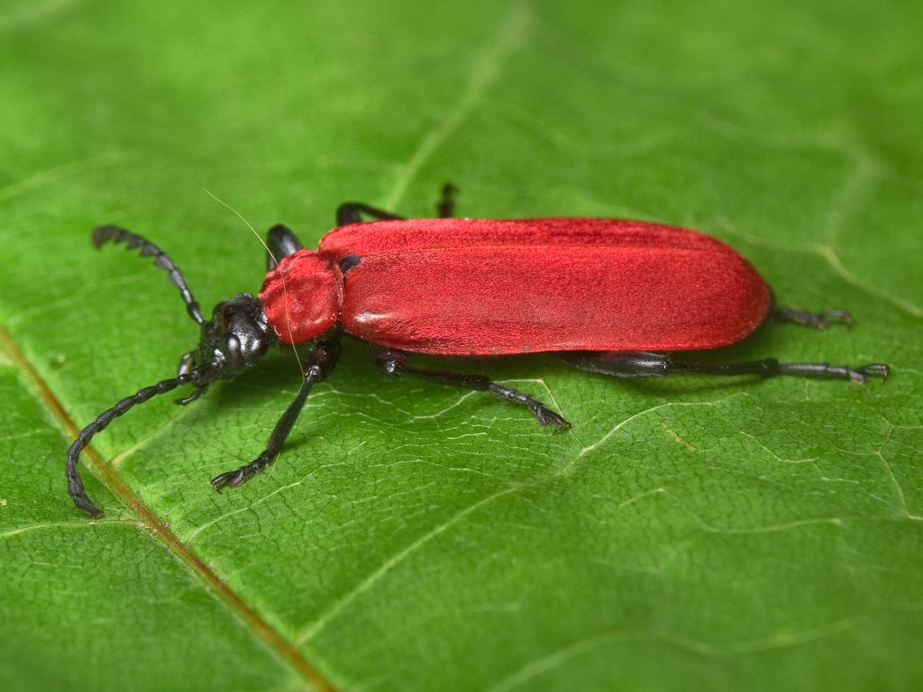 Pyrochroa coccinea (Linnaeus, 1761)